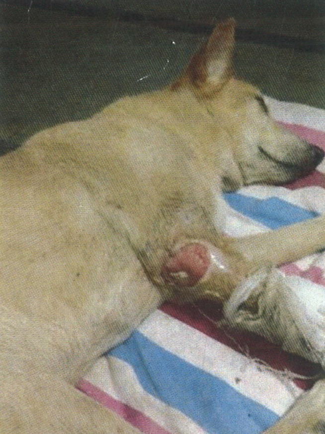 Angel treated from maggots in leg